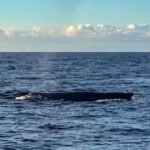 Wake up with the Whales Cruise from Kawaihae Harbor - Who Would Love This Experience?