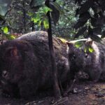 Walking with Wild Wombats Private Day Trip from Sydney - Practical Considerations