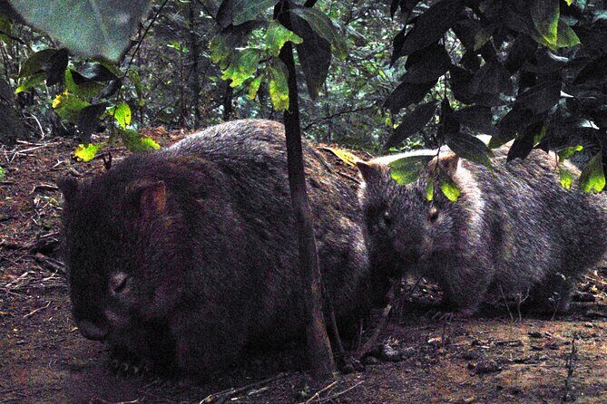 Walking with Wild Wombats Private Day Trip from Sydney - Practical Considerations