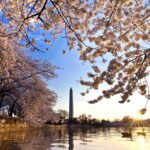 Washington: Cherry Blossom Tour - The Value of This Tour