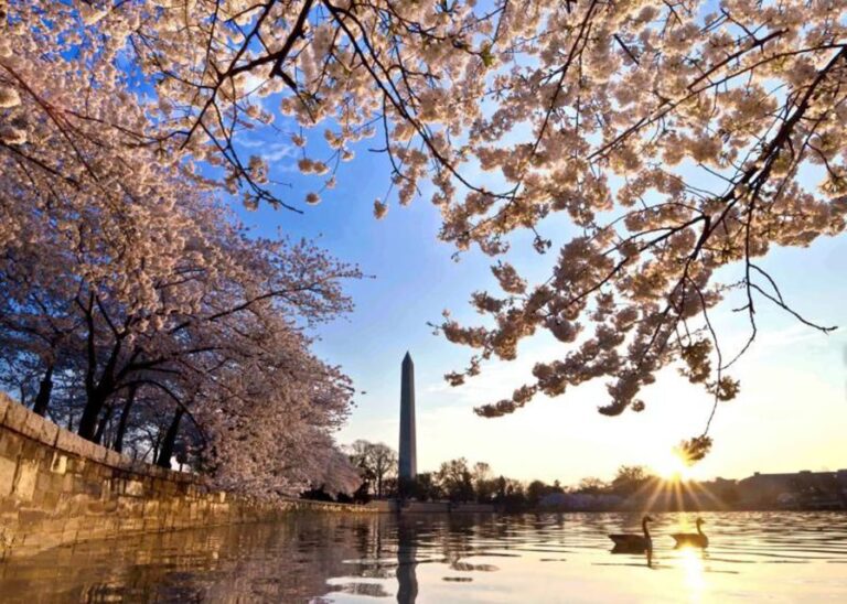 Washington: Cherry Blossom Tour - The Value of This Tour