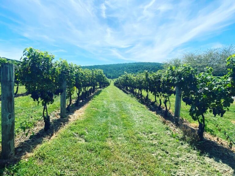 Washington, DC: Virginia Wine Region Experience Tour - The Wineries and the Experience