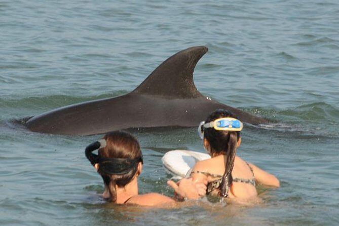 Watch and Swim with Dolphins in the Wild - Swimming with Wild Dolphins: An Once-in-a-Lifetime Moment