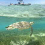 Water Taxi Signal Island Turtle Tour for cruisers - The Itinerary: What to Expect