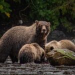 Waterfall Creek Brown Bear Viewing Juneau - Who is this tour best suited for?