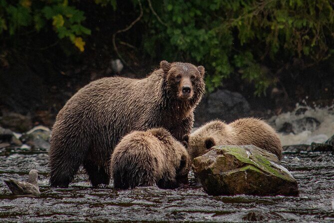 Waterfall Creek Brown Bear Viewing Juneau - Who is this tour best suited for?