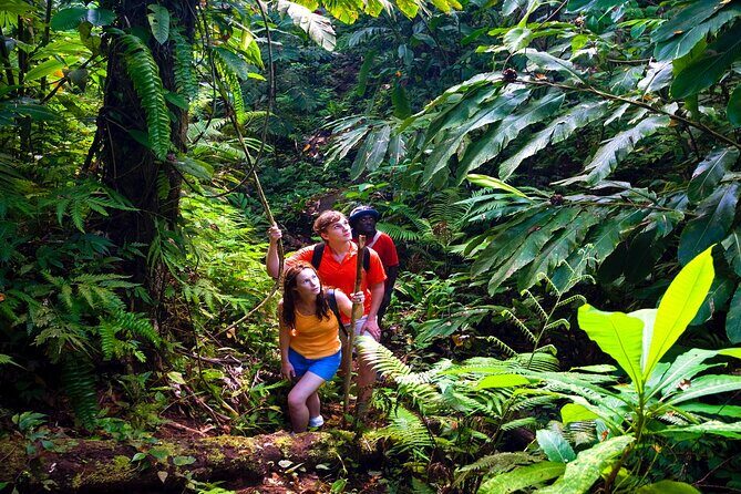 Waterfall, Rainforest, Chocolate Tour & Historical Sites - Who Should Consider This Tour?