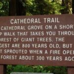 Waterfalls, Coombs and Cathedral Grove Rainforest Tour - Who Would Love This Tour?