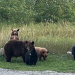Waterton's Wild Beauty: A Hidden Gem in the Rockies - Practical Details and Value