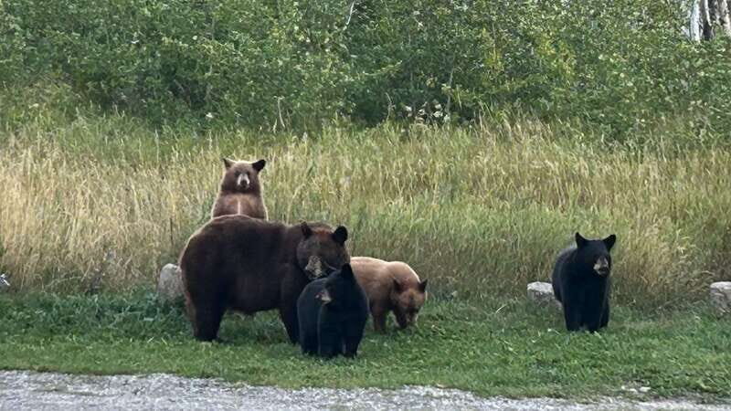 Waterton's Wild Beauty: A Hidden Gem in the Rockies - Practical Details and Value