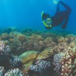 Wavedancer Low Isles Great Barrier Reef Sailing Cruise from Cairns - The Value and Practical Tips