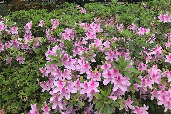 Welcome to Savannah Guided Walking Tour - The Experience: From Knowledgeable Guides to Genuine Interaction