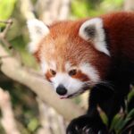 Wellington Zoo General Entry Tickets - The Practicalities of Visiting