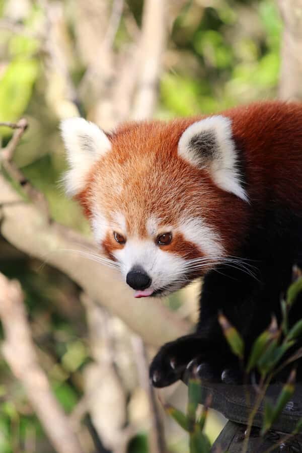 Wellington Zoo General Entry Tickets - The Practicalities of Visiting