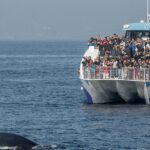 West Harbor LA Whale and Dolphin Watching Cruise - What to Expect from the Tour Schedule
