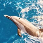 West O'ahu: Dolphin Watching and Snorkeling Catamaran Cruise - Who is this tour best suited for?