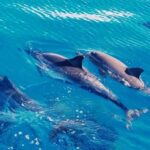 West O'ahu: Swim with Dolphins Catamaran Cruise - Is It Worth the Price?
