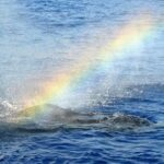 West Oahu Whale Watching Excursion - The Experience: Pros and Cons