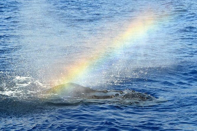 West Oahu Whale Watching Excursion - The Experience: Pros and Cons