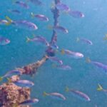 West Palm Beach: Beginner Jet Snorkel Tour with Videos - What the Tour Looks Like Step-by-Step