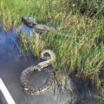 Western Everglades Adventure Tour - Is It Worth the Price?