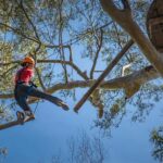 Western Sydney: Tree Ropes Courses - A Closer Look at the Experience
