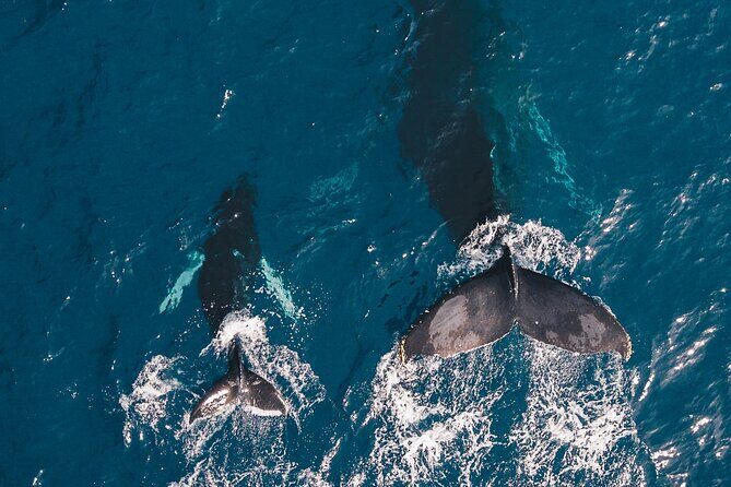 Whale and Dive Combo Tour in Los Cabos - Final Thoughts: Is It Worth It?