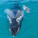 Whale and Dolphin Watch Boat Cruise in Oahu - What to Expect from the Tour