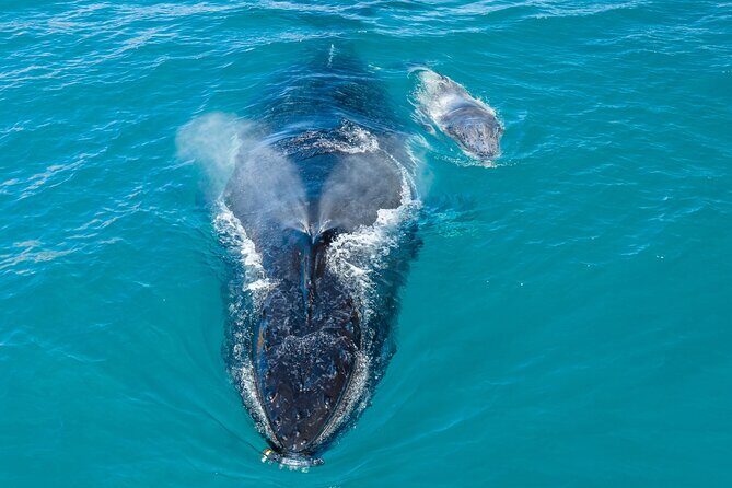 Whale and Dolphin Watch Boat Cruise in Oahu - What to Expect from the Tour