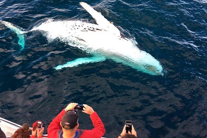 Whale & Dolphin Watching Cruise in Puerto Vallarta All Inclusive - The Pros and Cons Based on Real Experiences