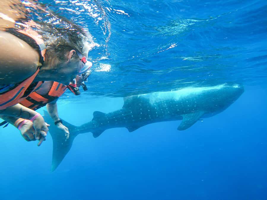 Whale Shark Adventure from Isla Mujeres - The Itinerary: What to Expect