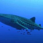 Whale Shark Encounter Experience in Cancun (Snack Lunch included) - The Price and Its Value