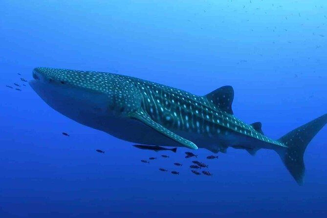 Whale Shark Encounter Experience in Cancun (Snack Lunch included) - The Price and Its Value