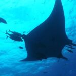 Whale shark encounter Private tour - swim with whale shark cancun - Who Would Love This Tour?