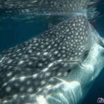 Whale Shark Experience - The Itinerary – What to Expect