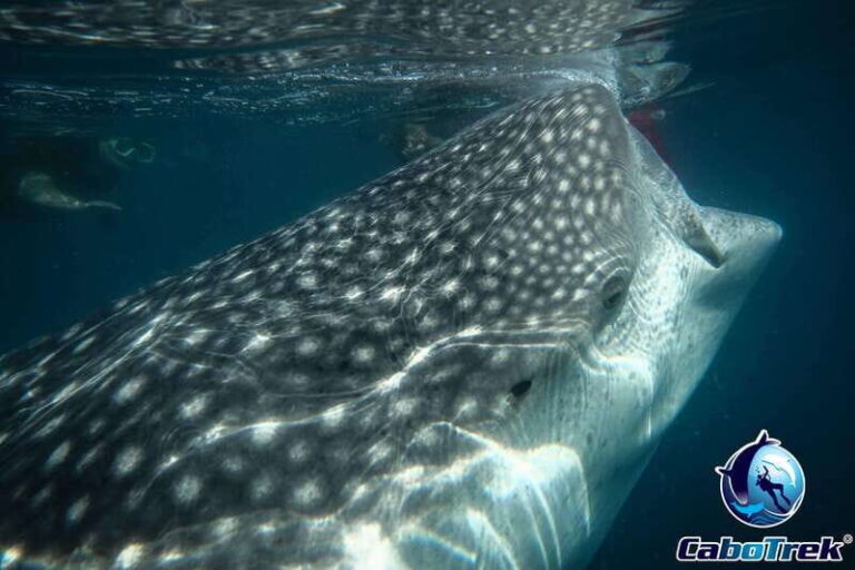Whale Shark Experience - The Itinerary – What to Expect