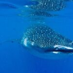 Whale Shark Experience from Playa del Carmen - Who Is This Tour Best For?