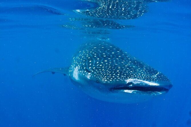 Whale Shark Experience from Playa del Carmen - Who Is This Tour Best For?