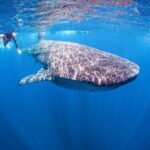 Whale shark Experience in the Caribbean Sea from Playa del Carmen - The Experience: Pros and Cons
