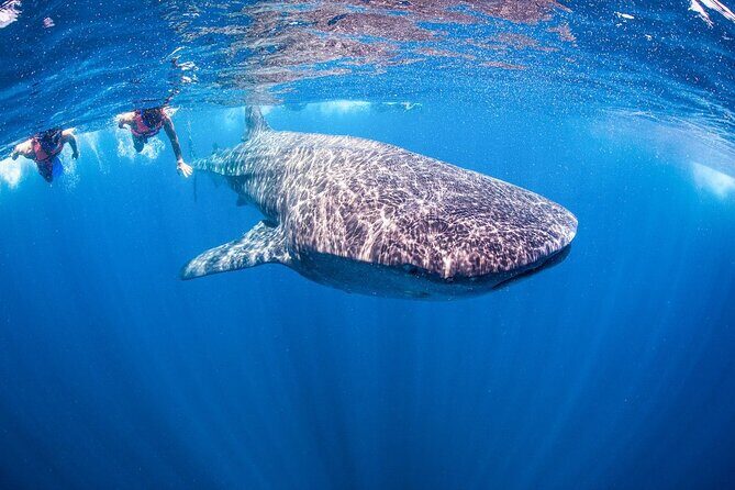 Whale shark Experience in the Caribbean Sea from Playa del Carmen - The Experience: Pros and Cons
