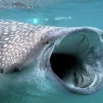 Whale Shark Group Adventure from Isla Holbox - The Experience: Pros and Cons from Reviews