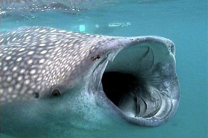 Whale Shark Group Adventure from Isla Holbox - The Experience: Pros and Cons from Reviews