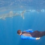 Whale Shark Safari - What Could Be Better?