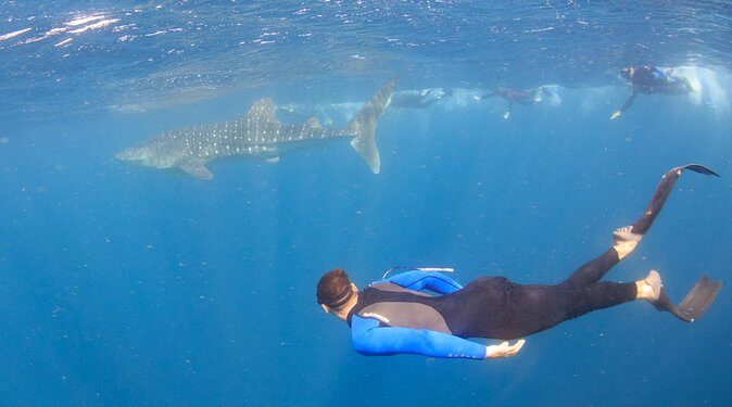 Whale Shark Safari - What Could Be Better?