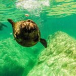Whale Shark & Sea Lion Snorkeling Picnic at Espiritu Santo Island - A Closer Look at the Experience