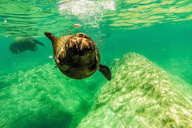 Whale Shark & Sea Lion Snorkeling Picnic at Espiritu Santo Island - A Closer Look at the Experience