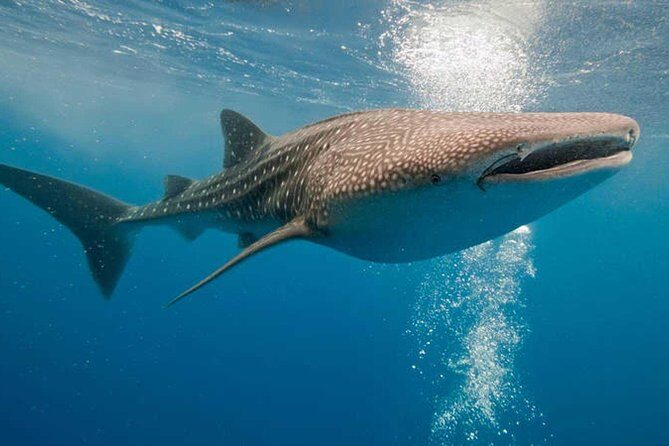 Whale Shark Snorkel Experience in Cancun (Snack Lunch included) - FAQ