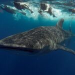 Whale Shark Snorkeling Adventure with Lunch - Transportation, Price, and Value