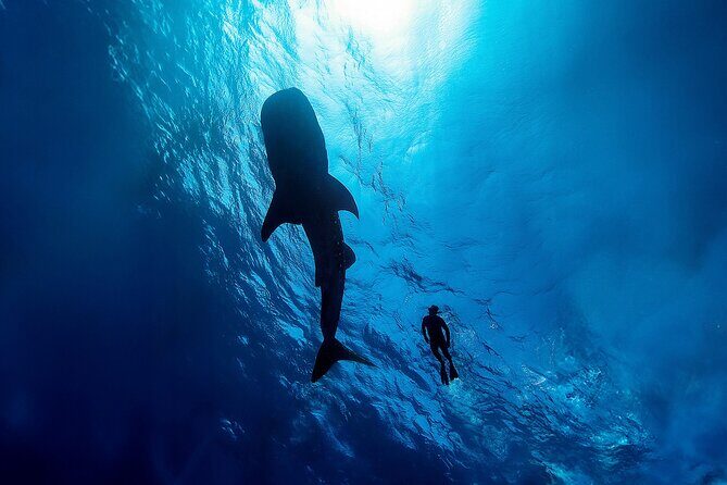 Whale Shark Snorkeling Experience from Cancun and Riviera Maya - What to Expect During Your Day