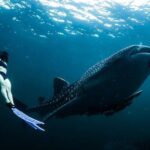 Whale Shark Snorkeling in La Paz - Final Thoughts